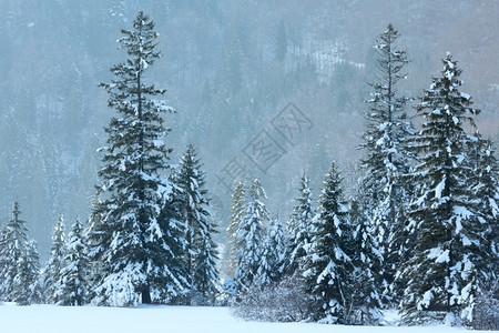 冬季山地风景有雪的森林图片