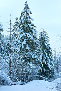 山坡上的雪花树阴暗风景图片