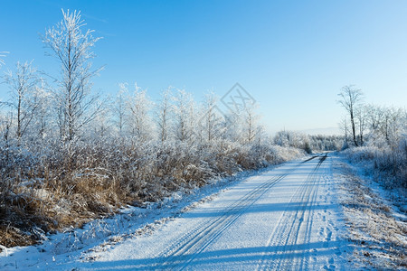 波兰冬季乡村公路有雪树图片