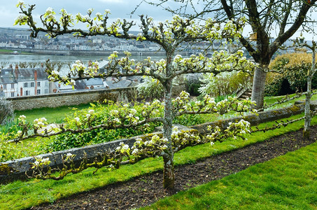 城镇公园法国布莱斯的樱桃树花丛Blois图片