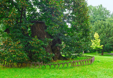 夏季公园的长树木扩张图片