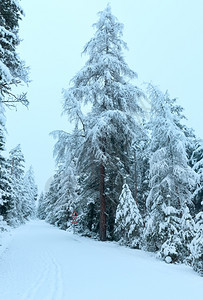 雪覆盖的道路和树图片