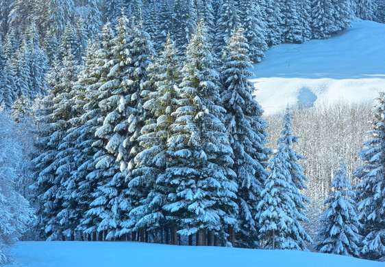 山坡上有雪的森林奥地利巴伐亚的冬季山地景观图片