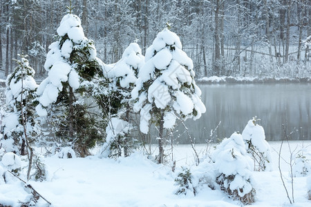 冬季小溪河岸上有雪树图片