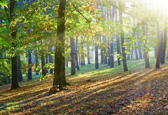 秋天城市公园的黄绿橡树和阳光图片