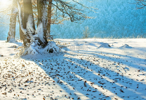 10月山丘林的阳光下第一次冬季雪和去年秋叶图片