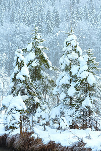 山脚边的白雪树图片