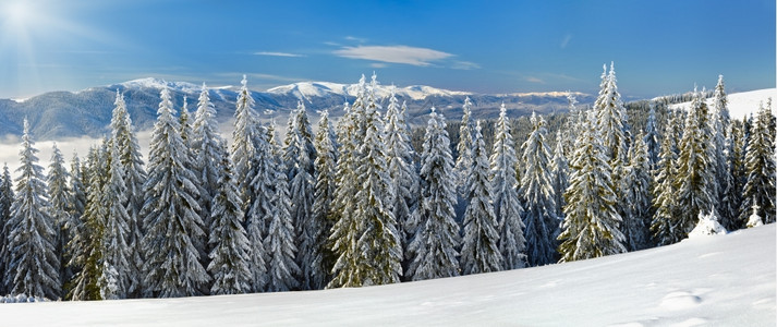 冬季平静的山地风景雪覆盖了树木和阳光背景图片