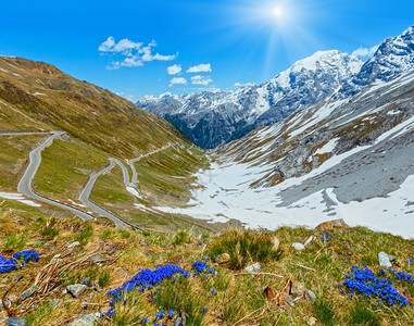 前面和夏季的蓝色花朵StelvioPass山边和蛇纹路雪意大利图片