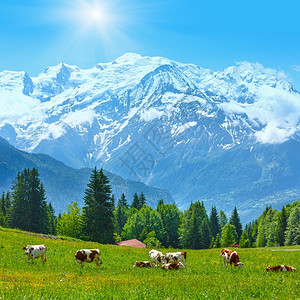 牧牛在开花的格莱德和勃朗山群法国查莫尼克斯谷普莱恩朱村郊图片