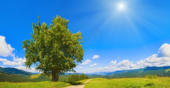 夏季山地全景乡村公路和孤单的大树喀尔巴阡山乌克兰图片