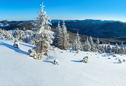 冬天的山景清晨坡上有雪树图片