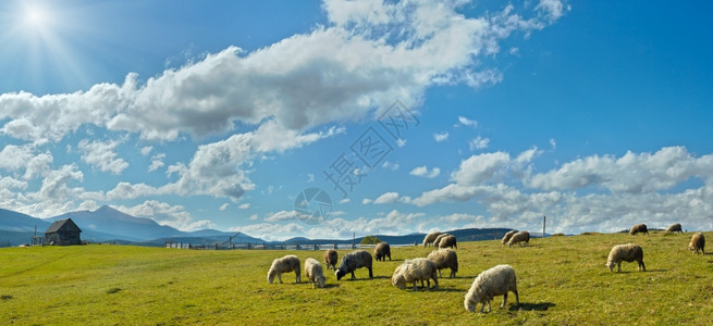 乌克兰喀尔巴阡山地区高山草原阳光下吃草的羊群图片
