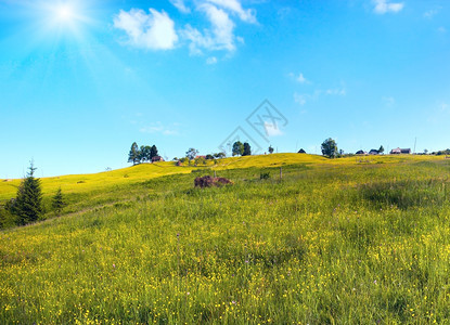 与农舍开花的夏季山林绿草地喀尔巴阡山乌克兰图片