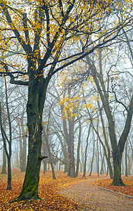 雾秋城公园最后的金树叶乌克兰利沃夫图片