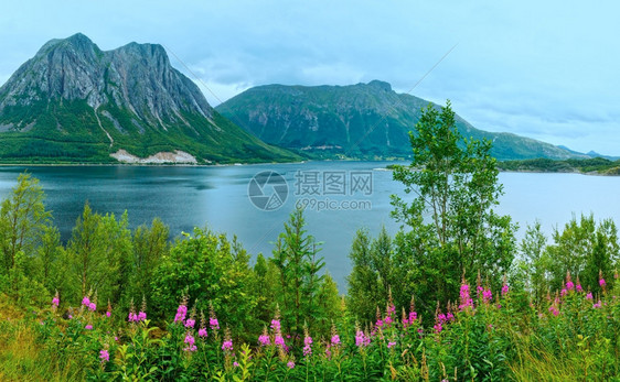 Fjord夏天的阴云前面有花朵挪威图片