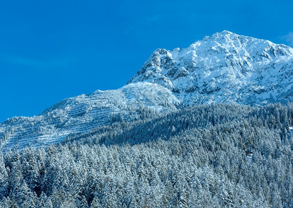 山坡上有雪的森林冬季山地景观奥利蒂罗尔图片