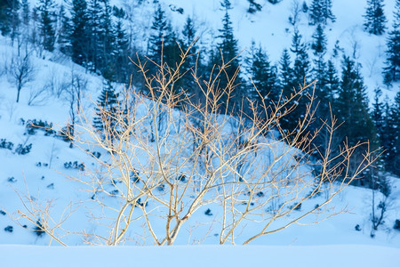 冬季山丘背景上的树枝图片
