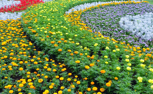 花棚上的橙色和黄花朵夏季背景图片