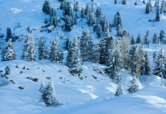 冬山坡上有雪树图片