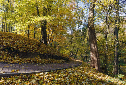 在秋天的市公园里满是黄色的木瓜叶石头路和山丘图片