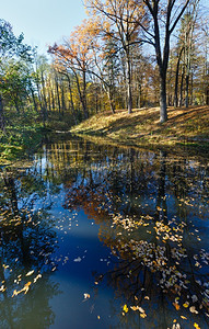 城市秋天公园水面上有黄树叶图片