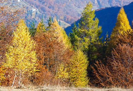 山坡和秋雾后面的多彩树木图片