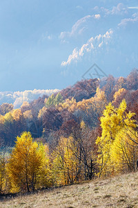 在山坡上树枝黄色叶状的秋雾山景图片