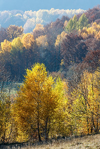 在山坡上树枝黄色叶状的秋雾山景图片