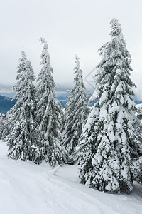 冬季山顶有冰雪的树喀尔巴阡山图片