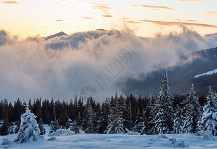 日出冬季山区风景坡上有云和木林喀尔巴阡山图片