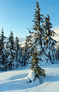 冬季山坡喀尔巴阡晨树林图片