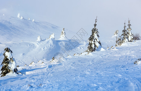 寒冬清晨山上的白雪树在多云的天气下图片