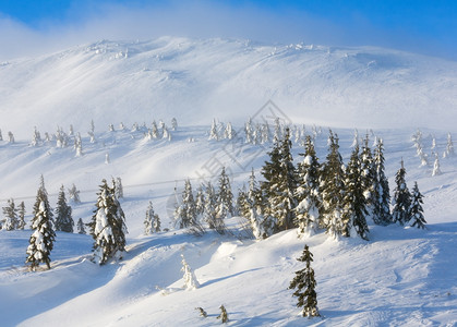 寒冬清晨山上的白雪树在多云的天气下图片
