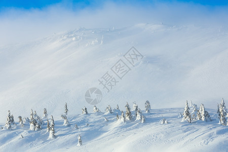 寒冬清晨山上的白雪树在多云的天气下图片