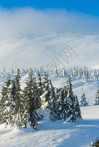 寒冬清晨山上的白雪树在多云的天气下图片