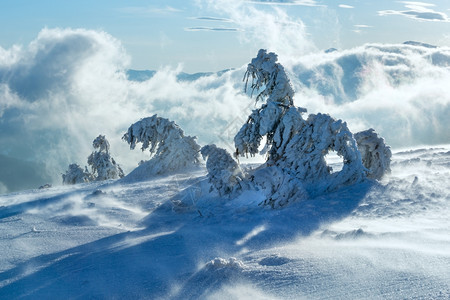 寒冬清晨山上的冰冷雪林在多云的薄雾天气下图片