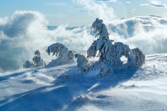 寒冬清晨山上的冰冷雪林在多云的薄雾天气下图片