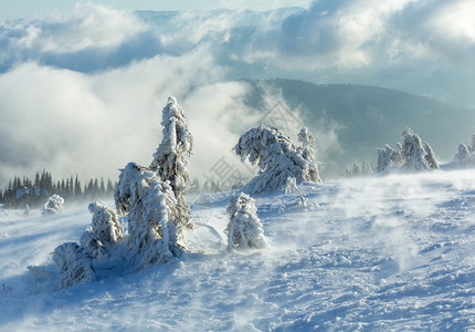 寒冬清晨山上的冰冷雪林在多云的薄雾天气下图片