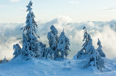 冬季清晨多云的山上冰冷雪花卷木图片