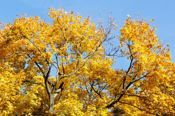 蓝色天空背景的黄秋叶山坡树顶图片