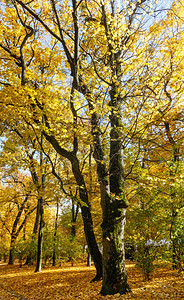 秋天城市公园的阳光照亮金色树叶图片