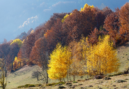 在山坡上树枝黄色叶状的秋雾山景图片