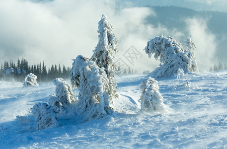 寒冬清晨山上的冰冷雪林在多云的薄雾天气下图片