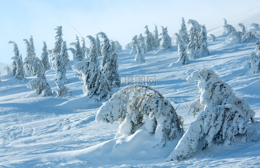寒冬清晨山上的冰雪毛树在多云的雾天气下图片