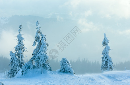 寒冬清晨山上的冰雪毛树在多云的天气下图片