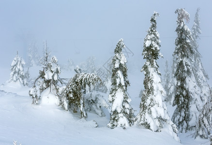 寒冬山上的冰雪树在多云的雾天气下图片