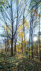 秋天的森林景色阳光照耀着树木图片