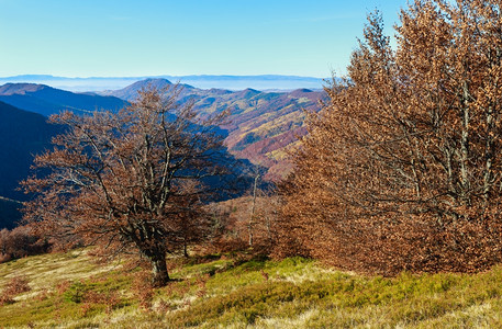秋天喀尔巴阡山坡上有干叶树图片