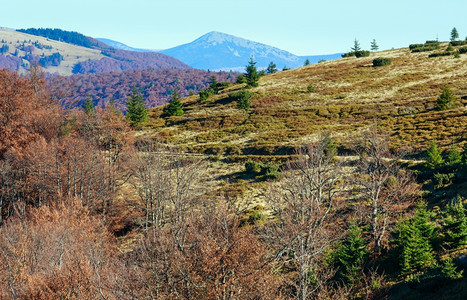 秋天喀尔巴阡山的坡上树图片